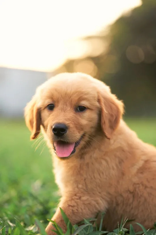 Senior dog in outdoor setting
