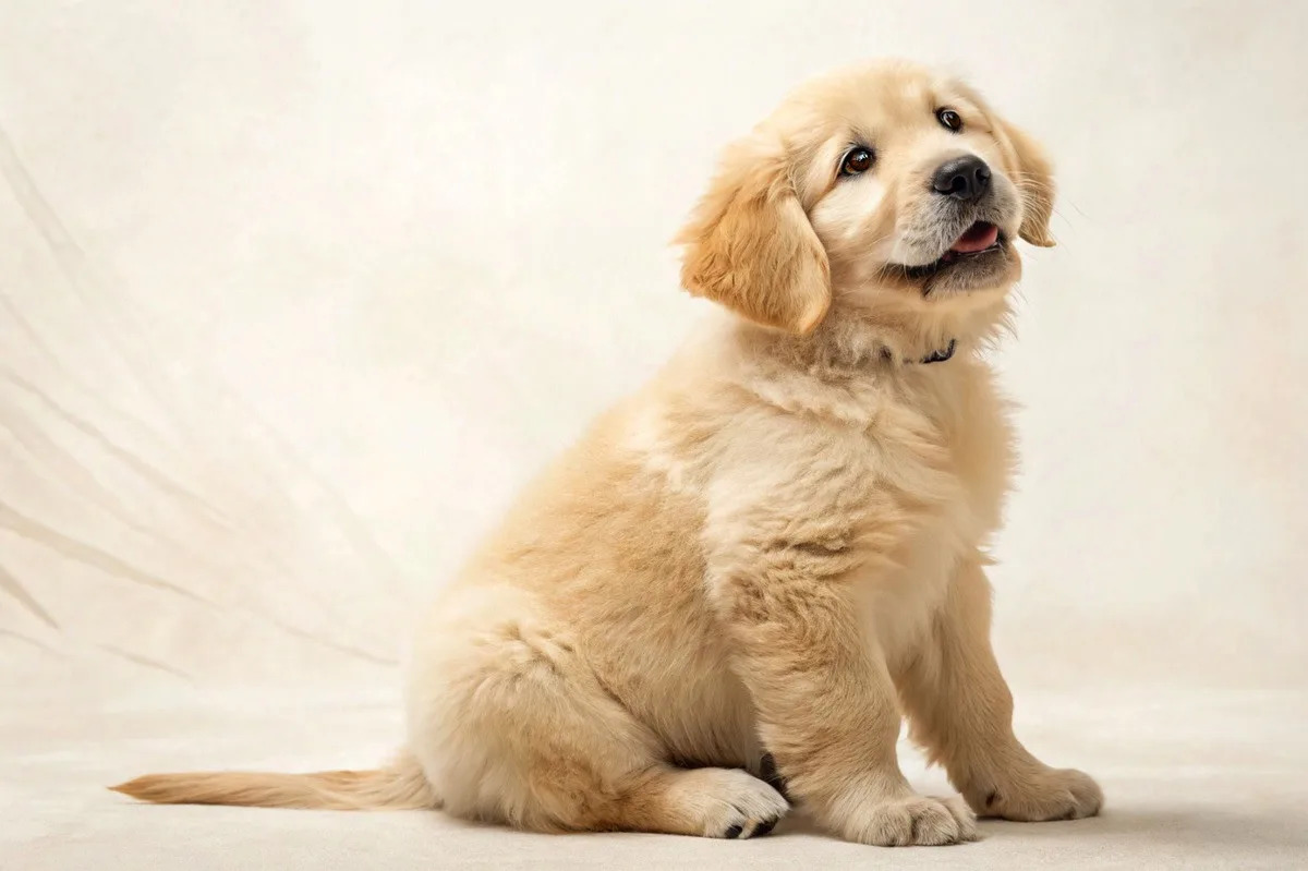 Happy golden retriever puppy representing healthy Canadian pets