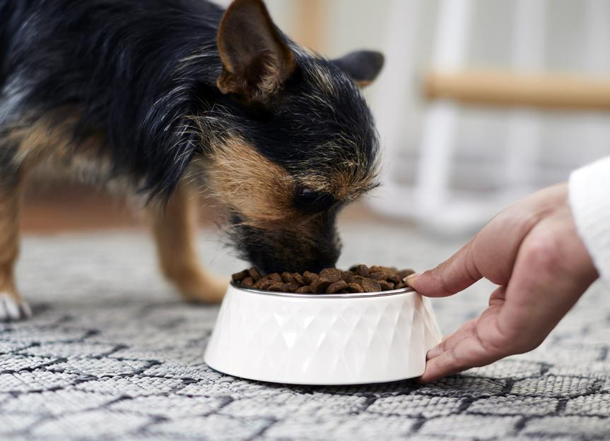 Dog eating from nutrition bowl