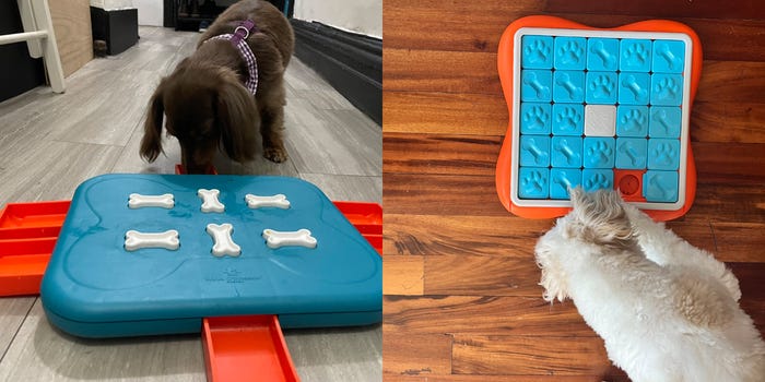 Dogs playing with mental enrichment toys