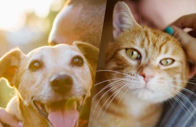 Happy adopted pets with owners