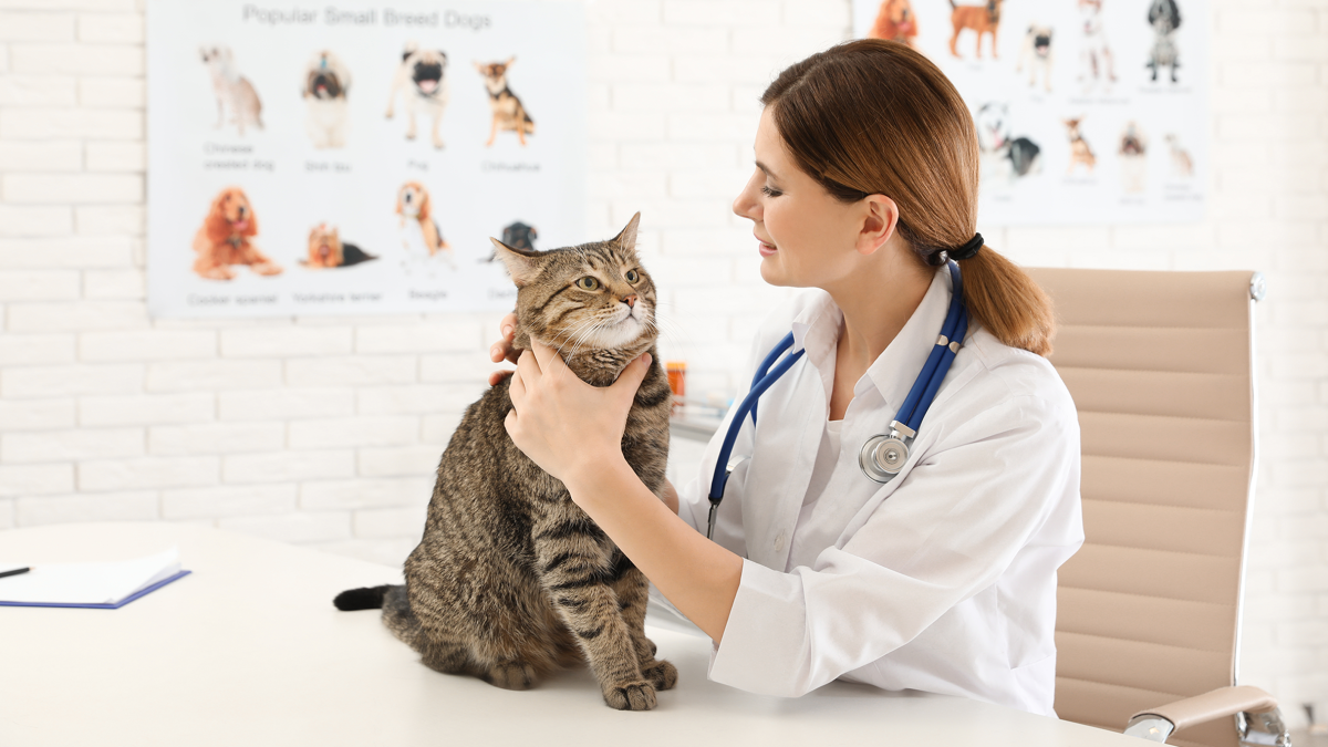Veterinarian examining cat in clinic